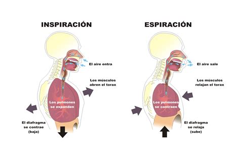 22.3: El Proceso de Respiración .